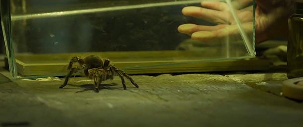 El cuento de las comadrejas